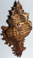 Морская экзотика
